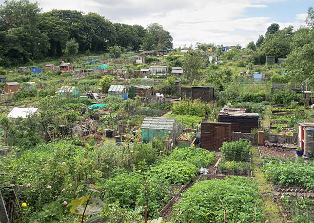 istock Suburban community garden allotment plots 586176182