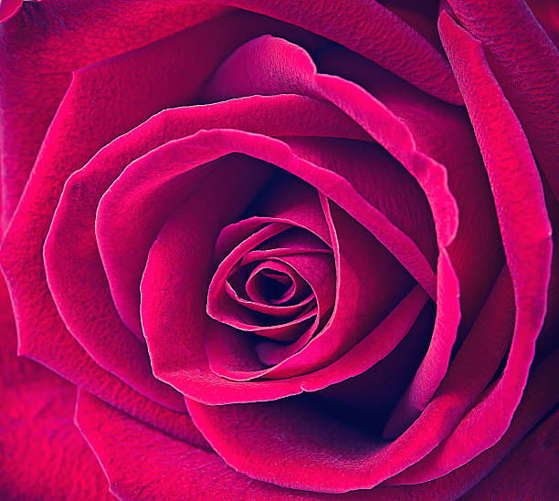 istock close up macro of a pink rose 586176296