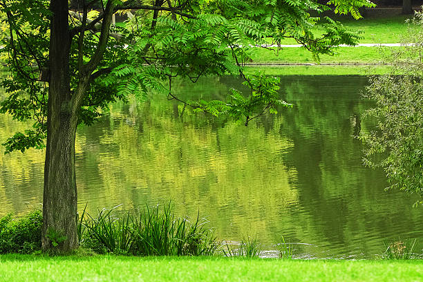 istock Green tree in the park in Berlin 586176836