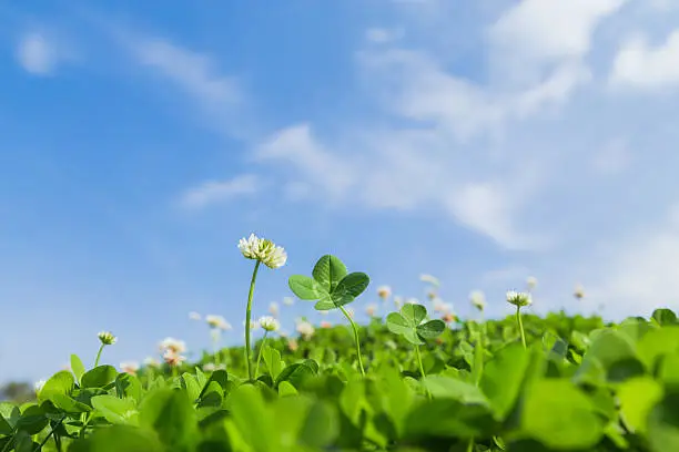 Photo of Four-leaf clover and blue sky