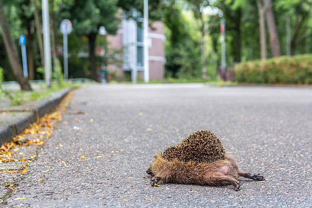 istock hedgehog lying dead on the road 586179306