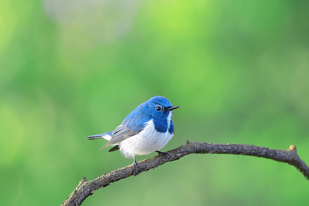istock Ultramarine flycatcher ,Beautiful bird perching on branch 586180448