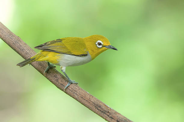 istock Oriental white-eye ,bird perching on branch as background 586180716