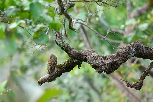 istock Asian barred owlet , bird perching on branch as halloween background 586180812