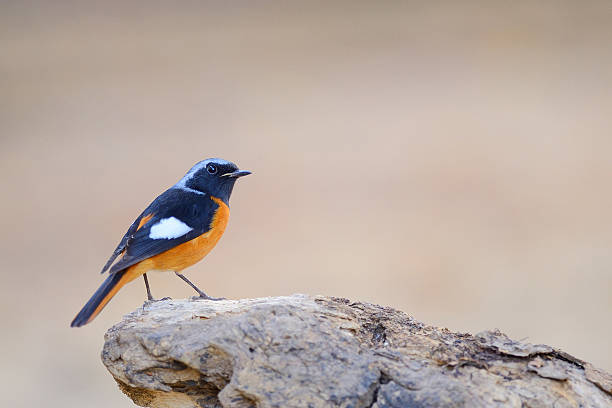 istock daurian redstart ,Bird perching on stone as wildlife background 586181126