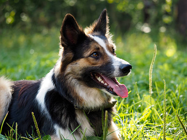 istock Beautiful dog lying on green grass 586182376
