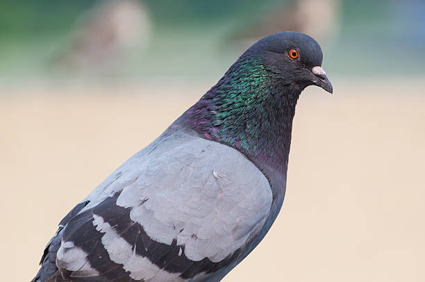 istock Portrait of pigeon 586182816