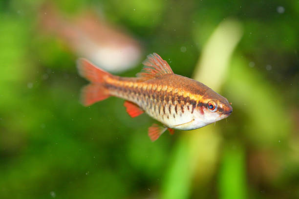 barbe cerise (puntius titteya) - aquaristik photos et images de collection