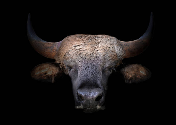 istock gaur head in the dark 586183502