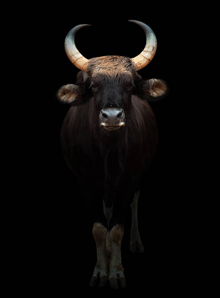 gaur in the dark gaur stand in the dark with spotlight gaur stock pictures, royalty-free photos & images