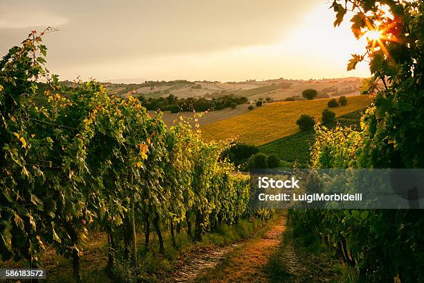 Vineyard Fields In Marche Italy Stock Photo - Download Image Now - Vineyard, Marche - Italy, Italy