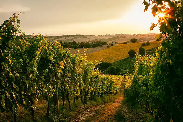 Vineyard fields at sunset in Marche, Italy