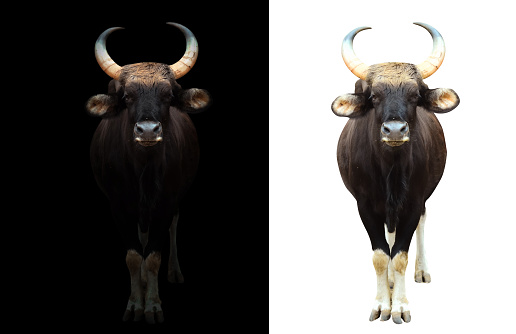 gaur stand in the dark with spotlight and gaur isolated on white