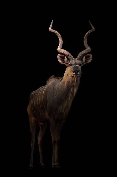 istock greater kudu in the dark 586183902