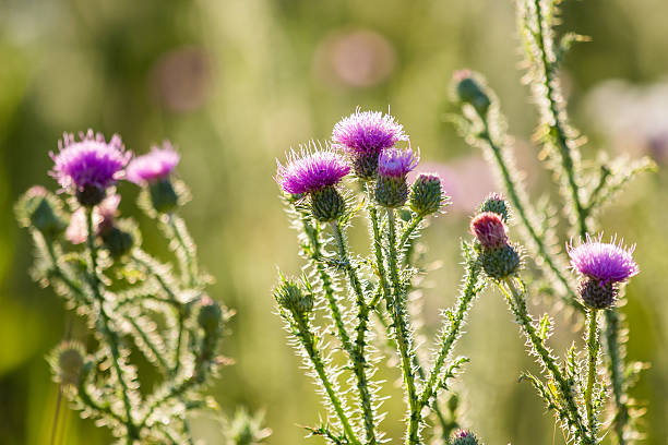 distel  - purple thistle stock-fotos und bilder