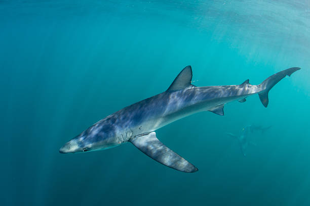 istock Blue Shark Near Surface of Atlantic Ocean 586185280