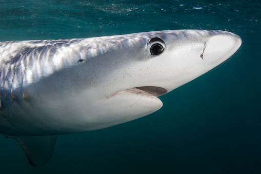 Detail of the face of a Blue shark (Prionace glauca) as it cruises through the Atlantic Ocean. This beautiful, worldwide predator migrates long distances and is listed as Near Threatened by the IUCN.