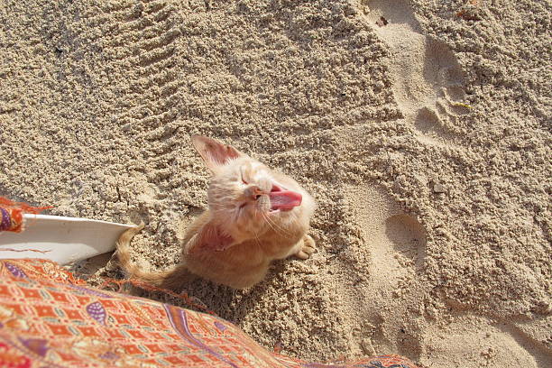 An incredibly cute kitten that wouldn't leave my side for the few days I spent lying on the beach in Playa Blanca, Colombia.
