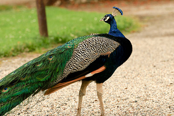 istock beautiful peacocks strolling in the park 586186270