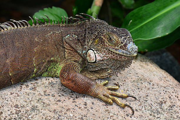 istock Iguana sunning on a rock 586189426