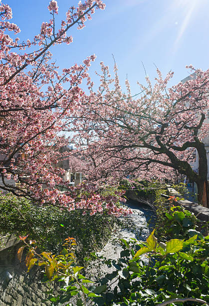 istock Atami Sakura / Early Cherry Blossoms 586191062
