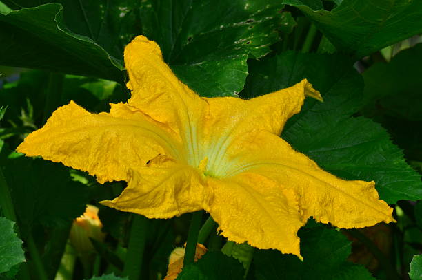 fleur de courgette pendant la floraison révélée en plein matin d’été - zucchini blossom squash single flower photos et images de collection