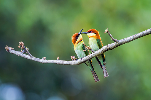 Three Rainbow bee-eaters perching on a branch
