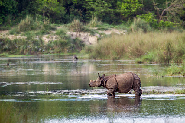 größere einhorne rhinoceros im bardia nationalpark, nepal - chitwan stock-fotos und bilder