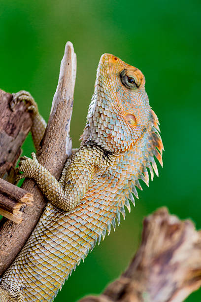 istock Oriental garden lizard climbing a broken tree branch 586192762