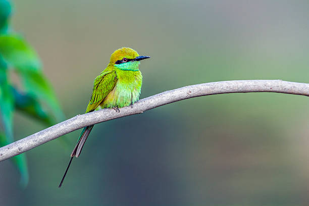 istock Green bee-eater in Bardia national park, Nepal 586192836