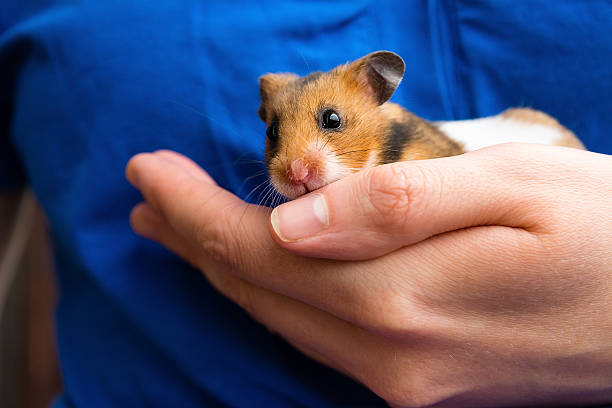 istock Hamster on the woman hand 586192876
