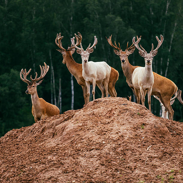 istock Brown and White Red deer stags Standing on a hill 586193704