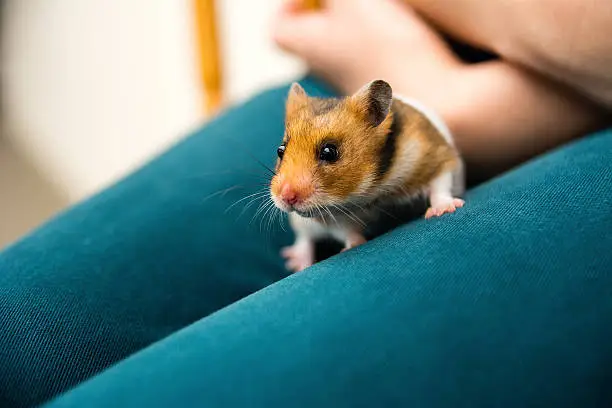Hamster on the woman legs