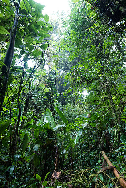 istock The cloud forest of Costa Rica 586194298