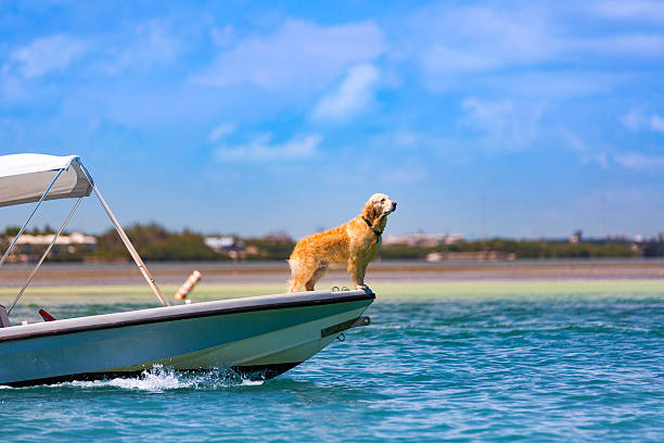 istock Golden retriever on a boat 586194464
