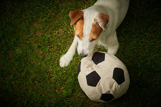 istock Jack Russell Parson Terrier dog playing with his ball 586194526