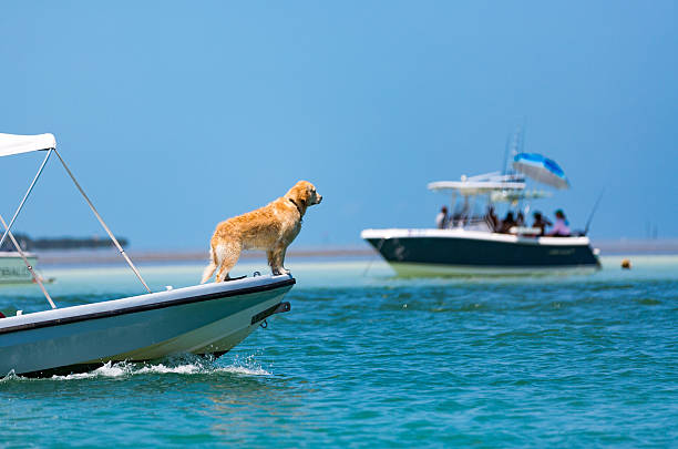 Captain golden retriever Captain golden retriever sandbar stock pictures, royalty-free photos & images