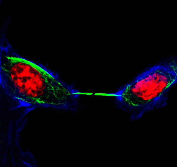 células hela etiquetadas con colorantes fluorescentes - ovary human cell cell high scale magnification fotografías e imágenes de stock