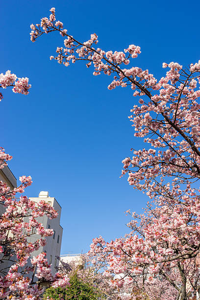 istock Atami Sakura / Early Cherry Blossoms 586194810