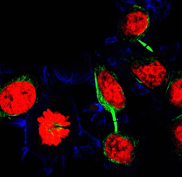 células hela etiquetadas con colorantes fluorescentes - ovary human cell cell high scale magnification fotografías e imágenes de stock