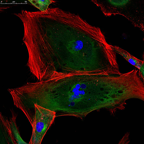 istock Confocal microscopy of fibroblast cells 586195342