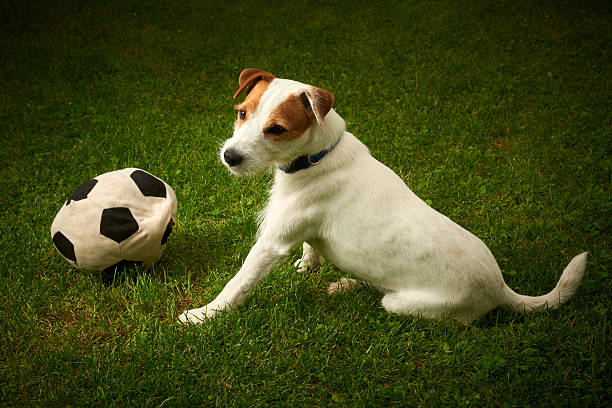 istock Jack Russell Parson Terrier dog playing with his ball 586195346