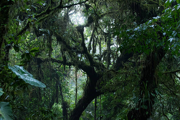 istock Misty cloud forest of Monteverde 586195410
