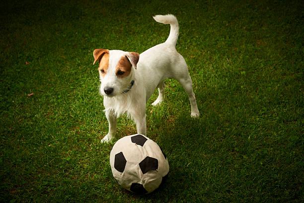 istock Jack Russell Parson Terrier dog playing with his ball 586195540