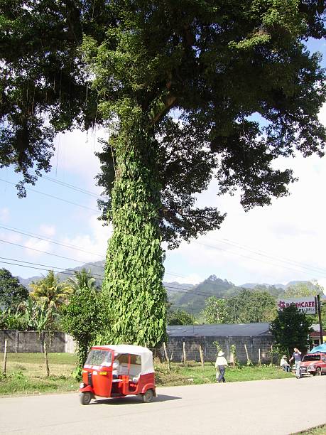 Pena Blanca, Honduras - December 4, 2005: Local people walking on the road at Pena Blanca, a small pueblo near the lake Yojoa, in central Honduras. A Tuk Tuk is parked under a giant Ceiba tree.  
