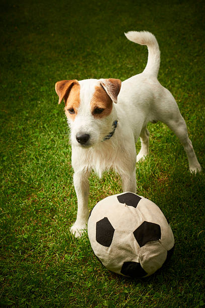 istock Jack Russell Parson Terrier dog playing with his ball 586195610