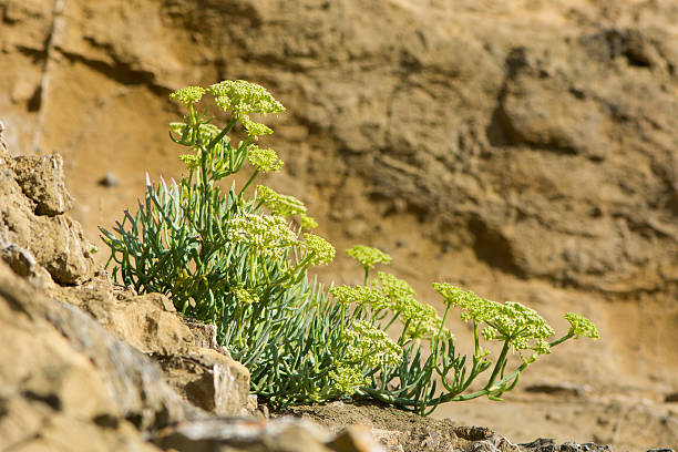 Rock samphire (Crithmum maritimum) plant on coast An edible plant in the carrot family (Apiaceae), often known as sea fennel, in flower on the British coast salicornia stock pictures, royalty-free photos & images