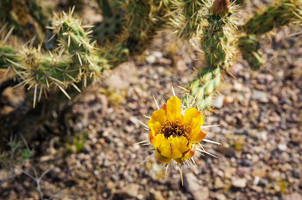 istock Closeup of blooming Cholla Cactus 586197460