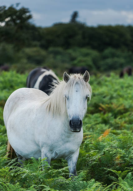 istock white pony horse in fern field 586197492