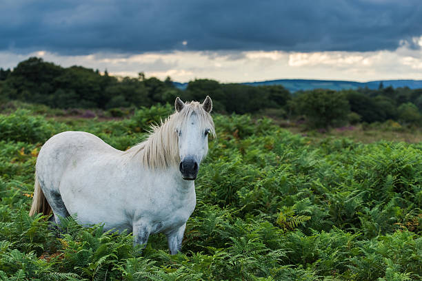 caballo salvaje blanco solitario en dartmoor - dartmoor fotografías e imágenes de stock